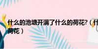 什么的池塘開滿了什么的荷花?(什么的池塘開滿了什么的荷花)