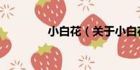小白花(關于小白花簡介)