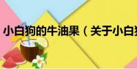 小白狗的牛油果(關于小白狗的牛油果簡介)