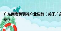 廣東南粵黃羽雞產業集群(關于廣東南粵黃羽雞產業集群介紹)