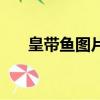 皇帶魚圖片（關于皇帶魚圖片的簡介）