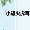 小短尖虎耳草（關于小短尖虎耳草簡介）