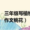 三年級寫植物作文桃花250字（三年級寫植物作文桃花）