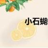小石蝴蝶（關于小石蝴蝶簡介）