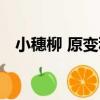 小穗柳 原變種（關于小穗柳 原變種簡介）