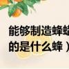 能夠制造蜂蠟的蜜蜂是什么蜜蜂（能制造蜂蠟的是什么蜂）