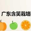 廣東含笑栽培種（關于廣東含笑栽培種介紹）