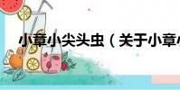 小章小尖頭蟲(關于小章小尖頭蟲簡介)