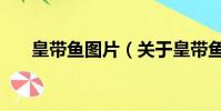 皇帶魚圖片(關于皇帶魚圖片的簡介)