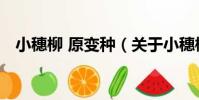 小穗柳 原變種(關于小穗柳 原變種簡介)