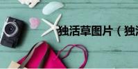 獨活草圖片(獨活草)