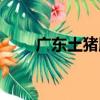 廣東土豬膝（關于廣東土豬膝介紹）