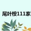 尾葉桉111家系（關于尾葉桉111家系簡介）