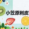 小笠原刺皮菌（關于小笠原刺皮菌簡介）