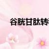 谷胱甘肽轉移酶縮寫（谷胱甘肽轉移酶）