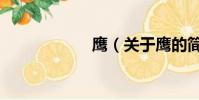 鷹(關于鷹的簡介)