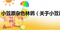 小笠原雜色林鴿(關于小笠原雜色林鴿簡介)