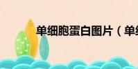 單細胞蛋白圖片(單細胞蛋白)