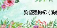 狗堅強枸杞(狗堅強)