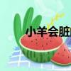 小羊會臟的（關于小羊會臟的簡介）