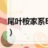 尾葉桉家系EF12（關于尾葉桉家系EF12簡介）