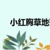 小紅胸草地鷚（關于小紅胸草地鷚簡介）