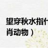 望穿秋水指什么生肖動物（望穿秋水是什么生肖動物）
