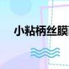 小粘柄絲膜菌（關于小粘柄絲膜菌簡介）