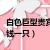白色巨型貴賓犬多少錢一只（巨型貴賓犬多少錢一只）