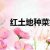 紅土地種菜好嗎（紅土地種什么最賺錢）