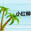 小紅柳根（關于小紅柳根簡介）