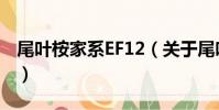 尾葉桉家系EF12(關于尾葉桉家系EF12簡介)