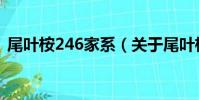 尾葉桉246家系(關于尾葉桉246家系簡介)