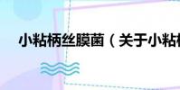 小粘柄絲膜菌(關于小粘柄絲膜菌簡介)