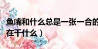 魚嘴和什么總是一張一合的(魚嘴一張一合是在干什么)