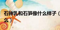石鐘乳和石筍像什么樣子(石鐘乳和石筍像什么)