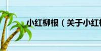小紅柳根(關于小紅柳根簡介)
