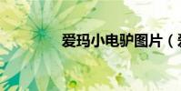 愛瑪小電驢圖片(愛電驢)