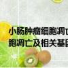 小腸腫瘤細胞凋亡及相關基因蛋白的表達（關于小腸腫瘤細胞凋亡及相關基因蛋白的表達簡介）