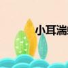 小耳湍蛙（關于小耳湍蛙簡介）
