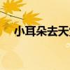 小耳朵去天堂（關于小耳朵去天堂簡介）