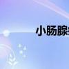 小腸腺瘤（關于小腸腺瘤簡介）