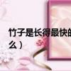 竹子是長得最快的植物嗎（竹子是生長速度最快的植物為什么）