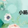 小腸脹（關于小腸脹簡介）