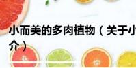 小而美的多肉植物(關于小而美的多肉植物簡介)
