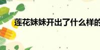 蓮花妹妹開出了什么樣的花(蓮花妹)