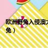歐洲野兔入侵澳大利亞事件給我們帶來了哪些啟示（歐洲野兔）
