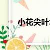 小花尖葉木（關于小花尖葉木簡介）