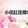 小花紅花荷03（關于小花紅花荷03簡介）