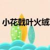 小花戟葉火絨草（關于小花戟葉火絨草簡介）